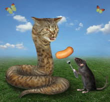 The Black Rat Is Feeding The Beige Cat Snake With Sausage In The Meadow.
