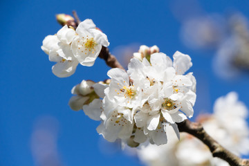 Sticker - White flowers of cherry tree in an orchard during spring