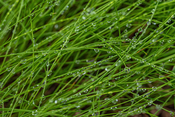 Fresh morning dew on green spring grass, natural background close up