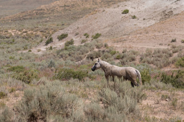 Poster - Beautiful Wild Horse in Colorado in Summer