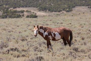 Canvas Print - Beautiful Wild Horse in Colorado in Summer