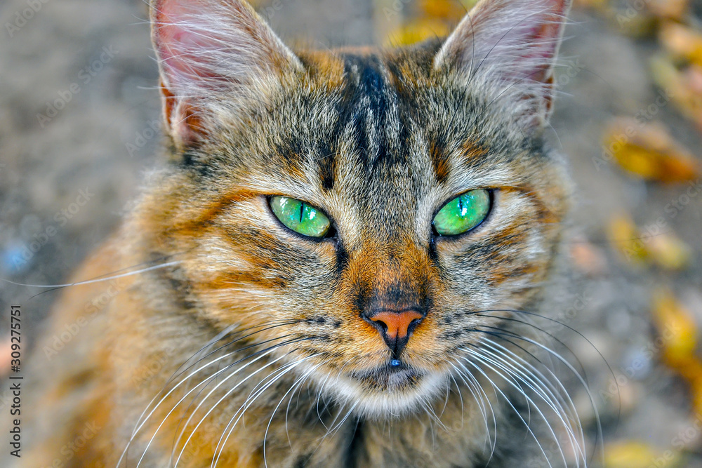 Gray Cat Portrait Stray Cat Looking Camera In Street Alley Green Eyes  Animals Pets In Urban City Wall Mural