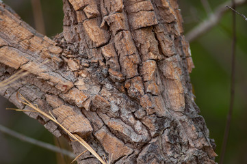 artistic nature - old tree bark in fork