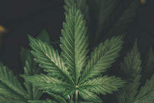 CBD In Hemp, Vegetation Marijuana Plants, Cannabis Cultivation, Marijuana Leaves Green Background, Growing Indica Cannabis,