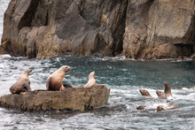 Sea Lions Basking In The Sun
