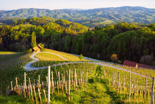 Famous Slovenian and Austrian heart shape wine road among vineyards in Slovenia. Scenic landscape and nature near Maribor in Slovenija. Unique tourism on green hills.