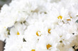 © Pixel-Shot - Bouquet of beautiful flowers in shop, closeup