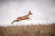 Roe Deer Jump