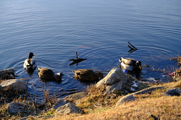 Wall Mural - Ducks on a pond