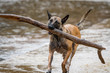 © nsc_photography - Belgian Malinois carrying a large stick in the water