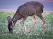 Closeup Of A Brown Baby Deer In A Field Eating Grass With A Blurry Background