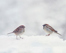 Two Sparrows  On Snow In The Winter