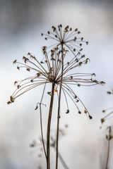  Hogweed dry flower plant in winter, blurred background.