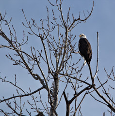 adult bald eagle roosting in a tree top