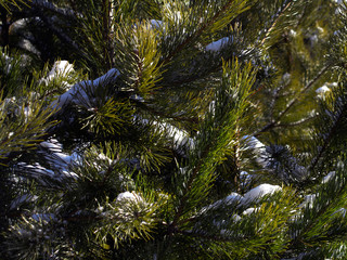 Wall Mural - Branches of pine, Christmas trees, fir covered with snow. Close-up. Christmas background of pine branches in the snow. Landscape trees in the winter forest. Sunny day in the winter coniferous forest.