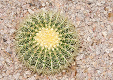Mammillaria Spinosissima, Also Known As The Spiny Pincushion Cactus, Viewed From Above Growing Surrounded By Small Rocks. They Require No Pruning And Make Good Patio And Container Plants.