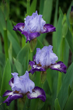 Triple Purple Irises