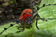 Longhorn beetle Rosea laterita, Uttaranchal, India.