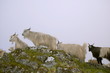 Goats in alpine meadow, Uttaranchal, India.
