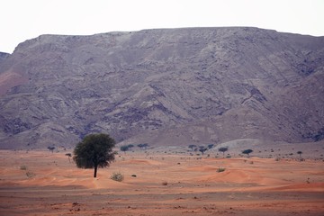 Wall Mural - lonely tree in the sandy desert by mountains