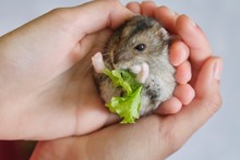 Small Fluffy Gray Dzungarian Hamster Eating Green Leaf Of Lettuce In Child Hand