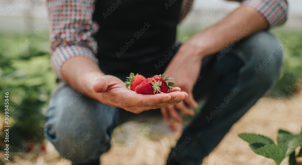 Ripe strawberry in hand of gardener in greenhouse - obrazy, fototapety, plakaty 