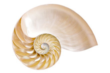 Half Ammonite On A White Background Illustrating The Fibonacci Sequence