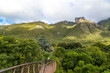 Panorama over mountains and the forest of the botanical garden Kirstenbosch, treetop path, Cape Town, South Africa