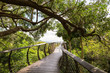 Treetop path of the botanical garden Kirstenbosch, Cape Town, South Africa