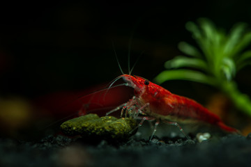 Red neocaridina shrimp fire pet aquarium freshwater nature macro