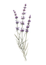 Beautiful Watercolor Floral Bouquet With Isolated Lavanda Flowers. Stock Illustration.