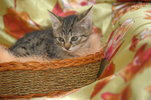 Cute Kitten In A Wicker Basket