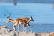 © Goldilock Project - Closeup of an Impala - Aepyceros melampus- walking in front of the deel blue waters of a waterhole in Etosha National Park, Namibia.