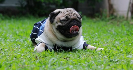 Wall Mural - Happy dog pug breed smile with funny face on green grass in garden,Purebred pug dog healthy Concept