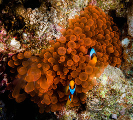 Sharm El Sheikh Clownfish