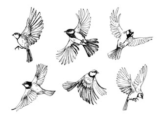 Wall Mural - set of flying birds. titmouse sketch. outrline with transparent background. hand drawn illustration 