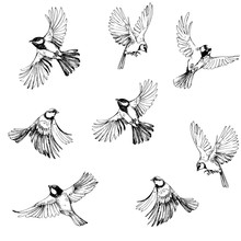 Seamless Pattern With Flying Birds. Titmouse Sketch. Outrline With Transparent Background. Hand Drawn Illustration Converted To Vector