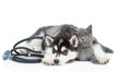 Siberian Husky puppy with stethoscope on his neck huggs british kitten. isolated on white background