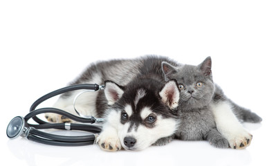 Poster - Siberian Husky puppy with stethoscope on his neck huggs british kitten. isolated on white background