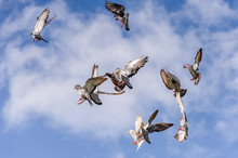 A Flog Of Pigeons Prepares For A Landing In A Cloudy Blue Sky