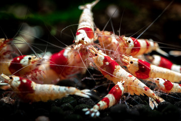 Crystal red shrimp swarm eat aquarium pets hobby nature wild life