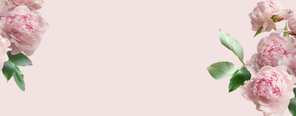 Pink peonies isolated on pastel background. Floral banner, cover header with copy space.
