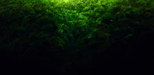 Background Image Of Thick Green Foliage On A Dark Background