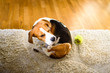 Dog Beagle scratches himself on carpet, indoors. Dog background