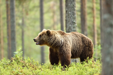 Wall Mural - brown bear in forest landscape at summer
