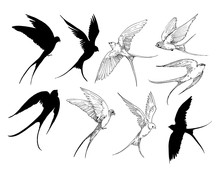 Set Of A Flying Swallows. Hand Drawn Illustration Converted To Vector. Outline With Transparent Background