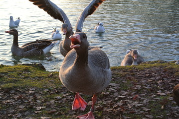 Duck attacking 