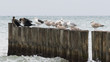 A flock of birds by the Baltic sea, Germany