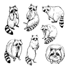 Wall Mural - set of raccoon sketches. outline with transparent background. hand drawn illustration converted to v