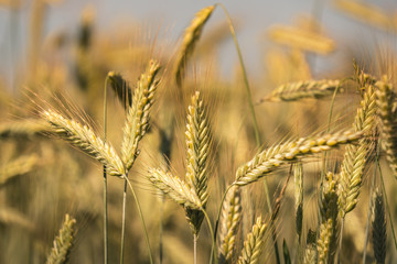 Close up of yellow straws of rye in early morning sunlight